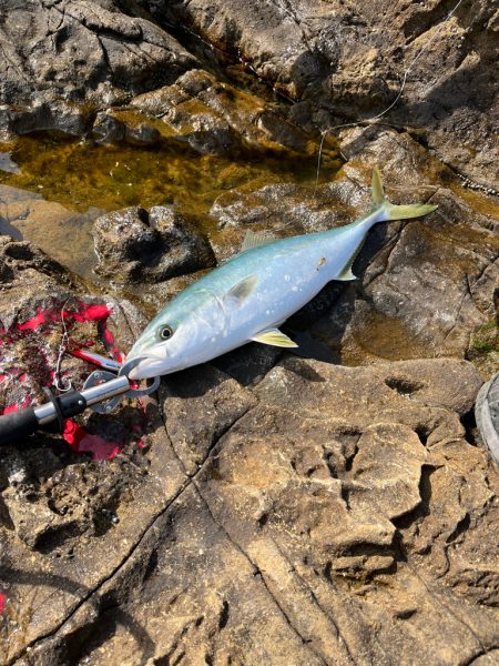 ハヤブサ　ジャックアイマキマキ　