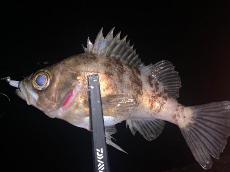 水温が下がる中でのメバルはどうなのか調査へ…