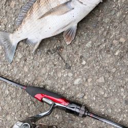 小ぶりなチヌちゃん