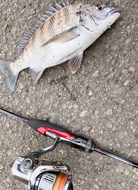 小ぶりなチヌちゃん