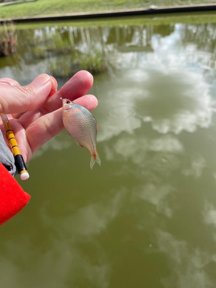 寒かったタナゴ釣り