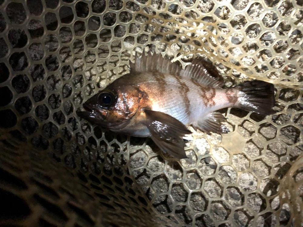 終電帰りからのメバリング