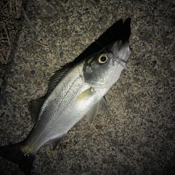 2ヶ月ぶりの釣果