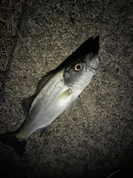 2ヶ月ぶりの釣果