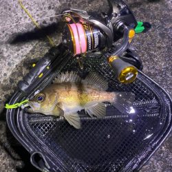 まだら模様のあいつ