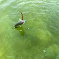 京都のエリアトラウト