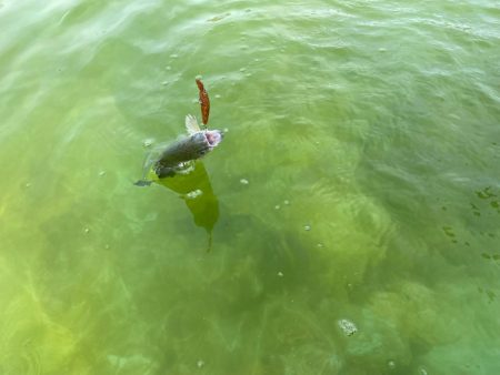 京都のエリアトラウト