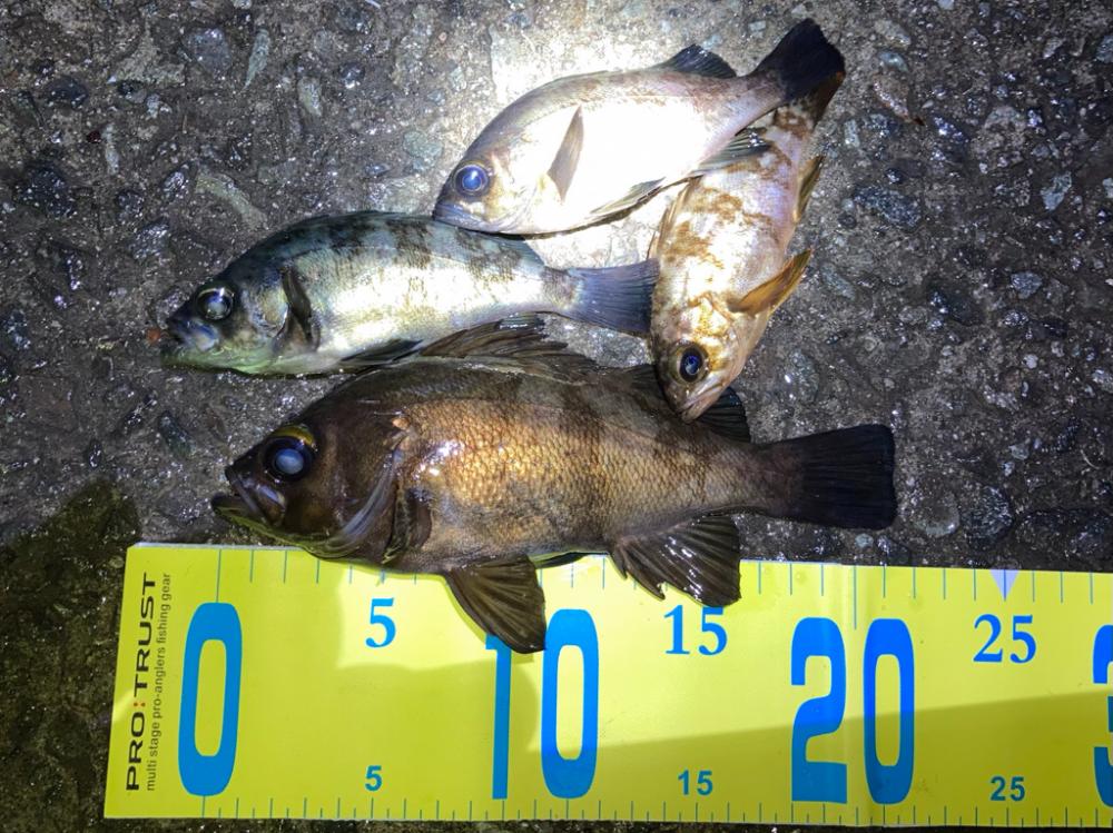 まもなくハイシーズン