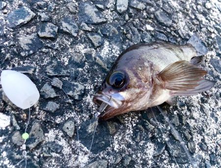 フロートリグでメバル入れ食いでしたにゃ！