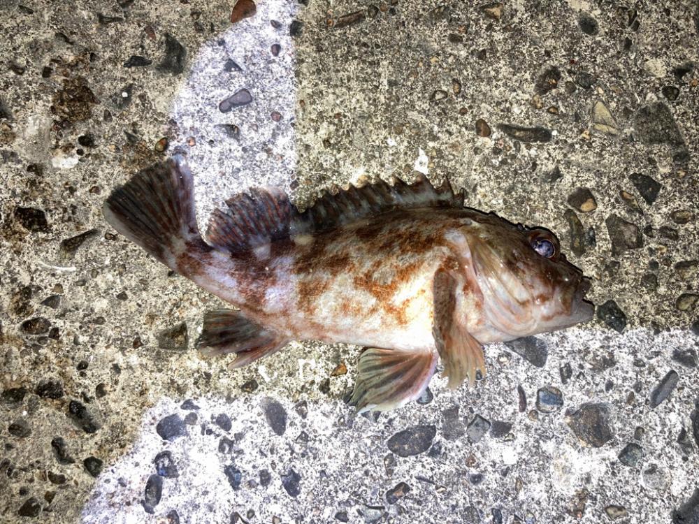 【メバリング】カサゴのみ