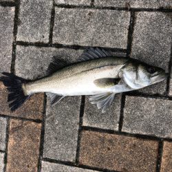 時短でセイゴ釣り