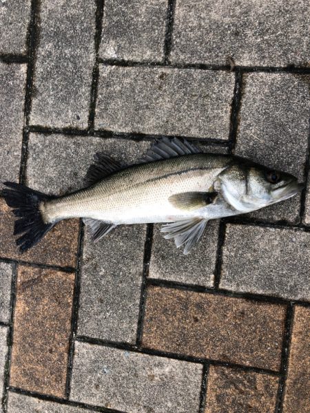 時短でセイゴ釣り