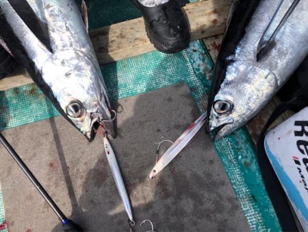大人気のトンジギ！美味しいビンチョウマグロ…