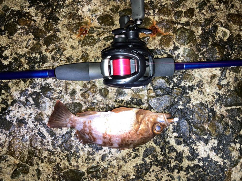 【メバリング】淡路フロートフィッシング