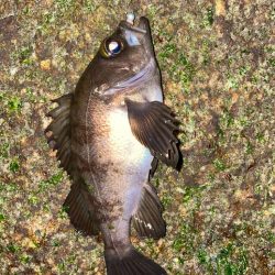 渋い中でもなんとか