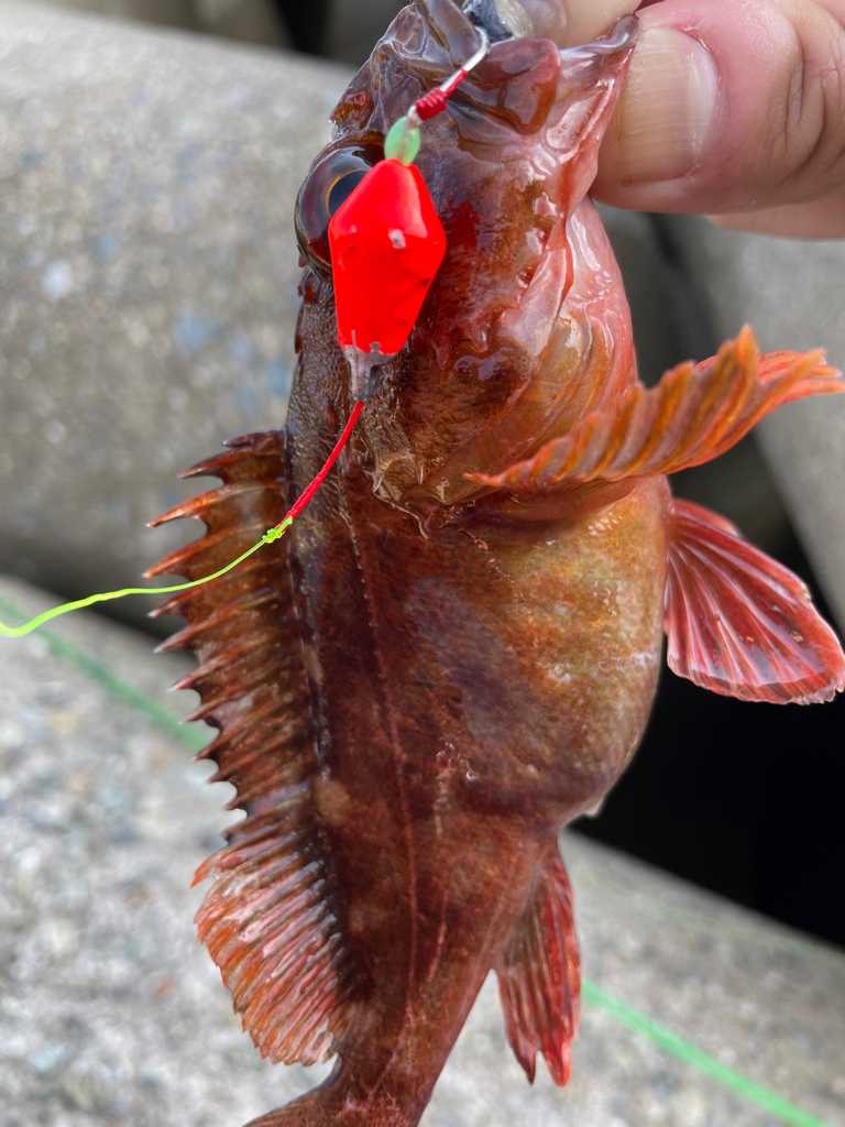 厳しい穴釣り#7