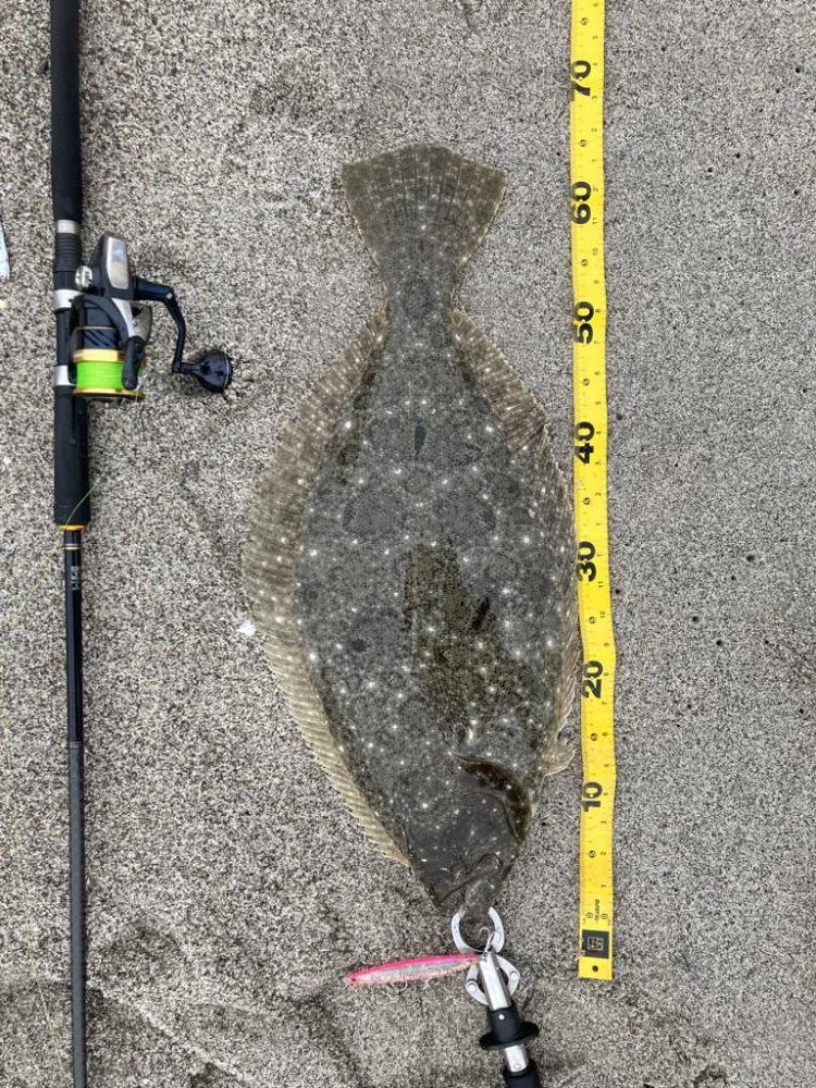 小座布団ヒラメ