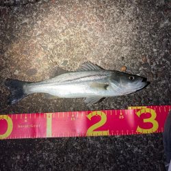 アジサイズのシーバス