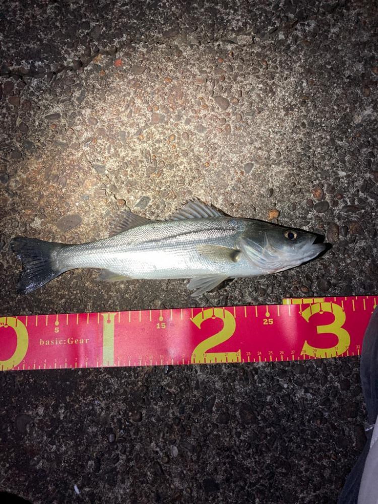 アジサイズのシーバス