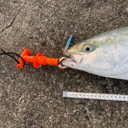 青物はいなくなったと思ったら…(笑)