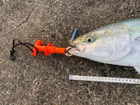 青物はいなくなったと思ったら…（笑）