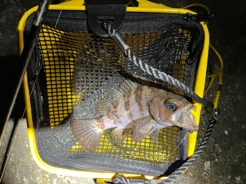 風が和らぐ短時間釣行