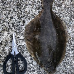 久しぶりに花見カレイ