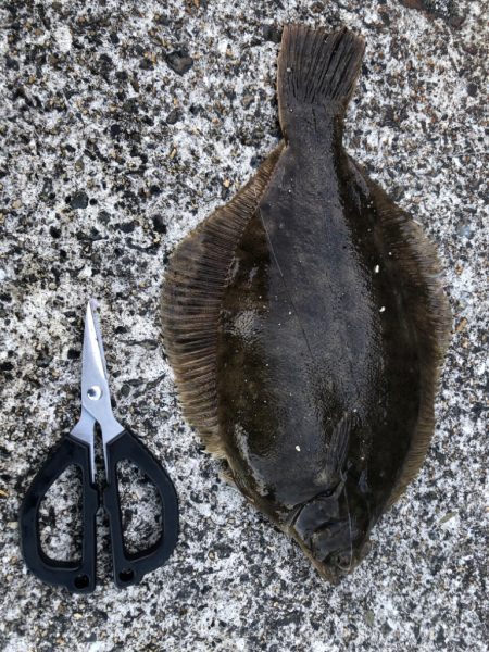 久しぶりに花見カレイ