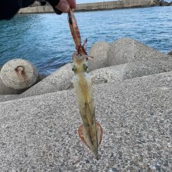 ヤリイカ釣れました