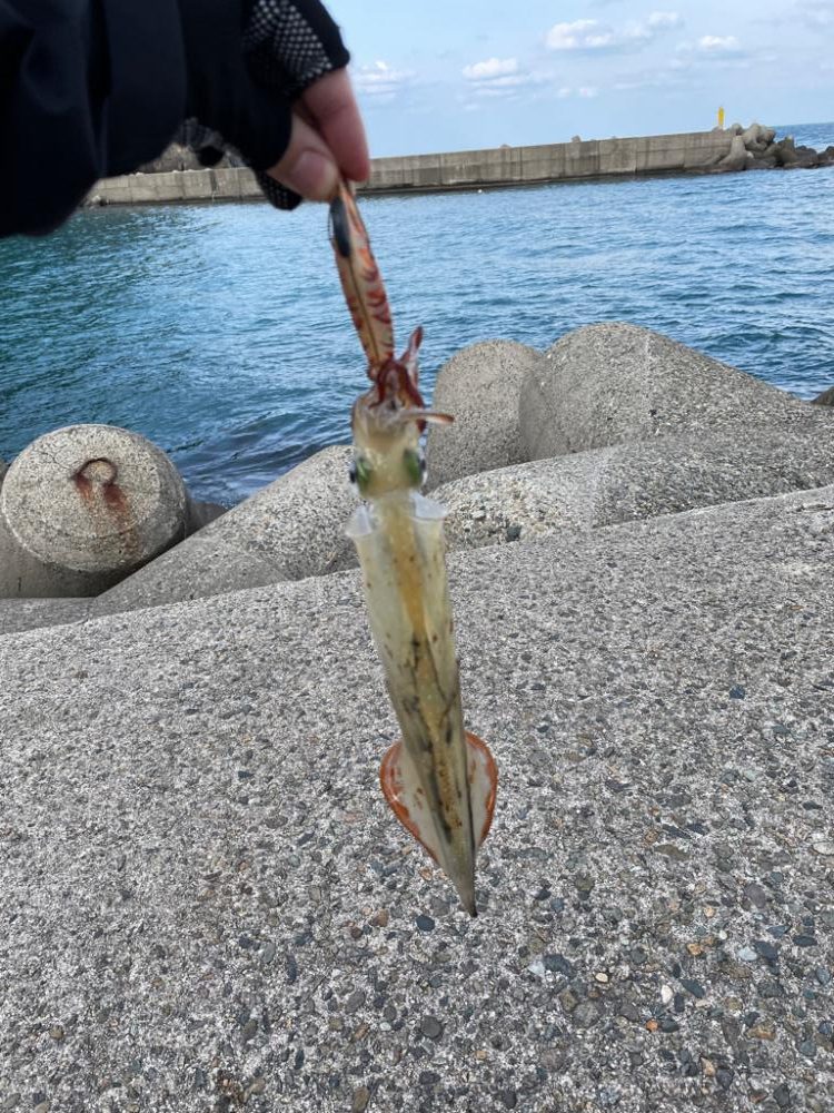 ヤリイカ釣れました