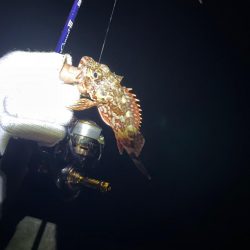 ガシリングからの