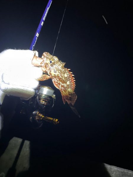 ガシリングからの