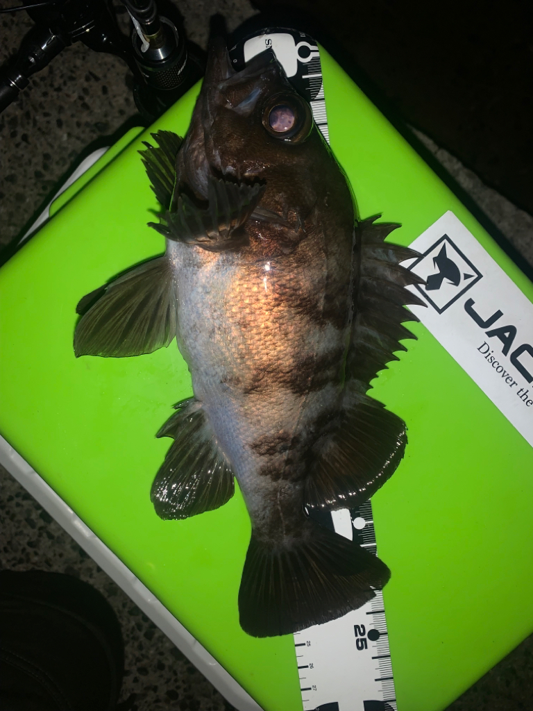 雨上がりはメバリング♪