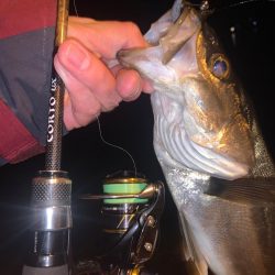 メバリングしたらまさかのシーバス