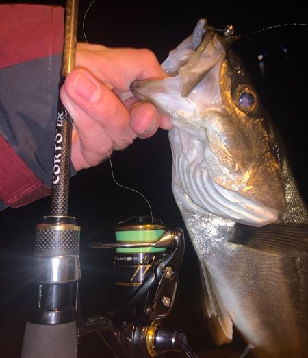 メバリングしたらまさかのシーバス