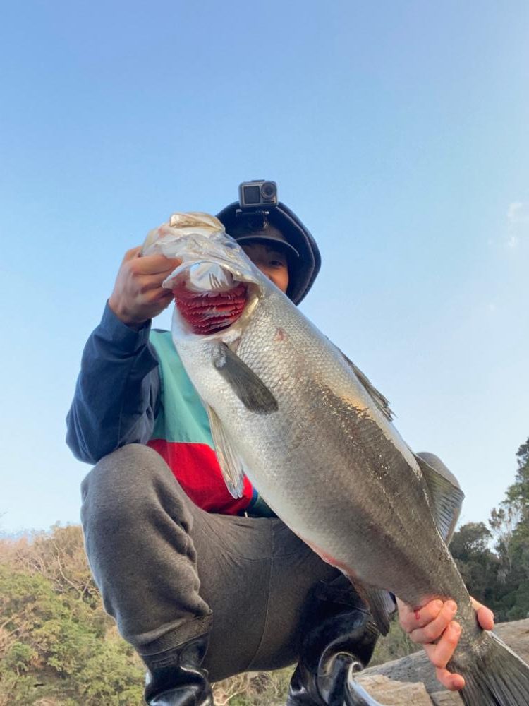 ランカーヒラスズキ！！82cm