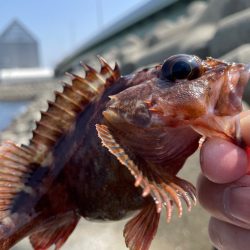 厳しい穴釣り#12