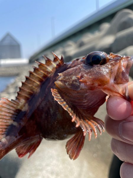 厳しい穴釣り#12