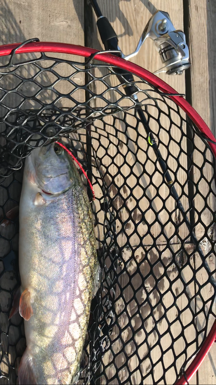 トラウト春到来