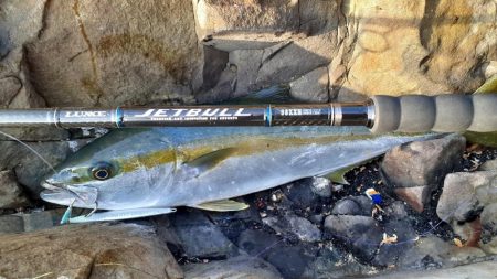 ロッキーショアヒラマサ