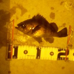 メバルはまだアフター中