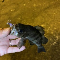 うさぎ島釣りキャンプ⛺