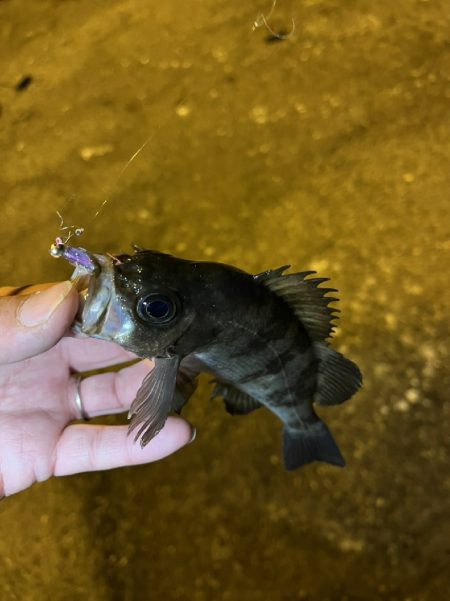 うさぎ島釣りキャンプ⛺
