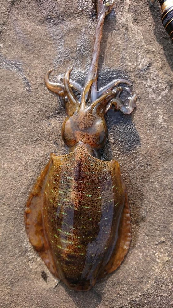 対馬エギング釣果……30