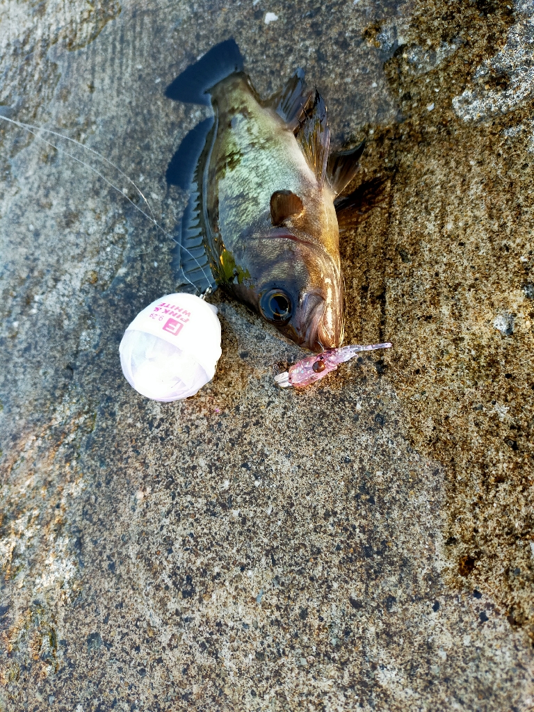 神戸空港ライトゲーム