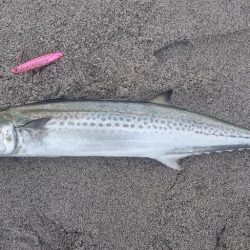 吹上浜にてサゴシ