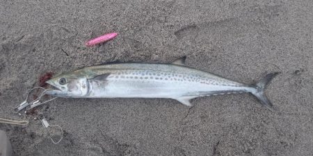 吹上浜にてサゴシ