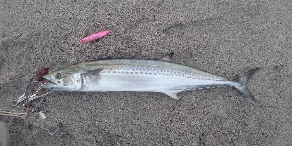 吹上浜にてサゴシ