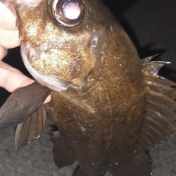 キャンプ帰りにメバリング