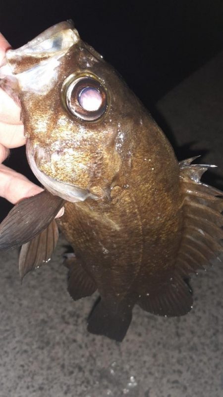 キャンプ帰りにメバリング